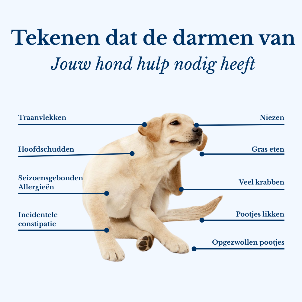 Probiotica Chews | Voor een Blije, Gezonde Hond